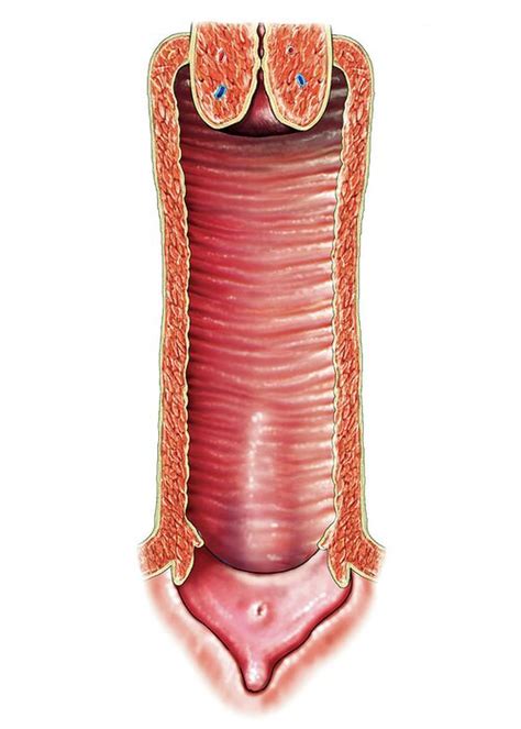 vulva pics|File : Female Genital Organs (frontal view) detailed macro.jpg